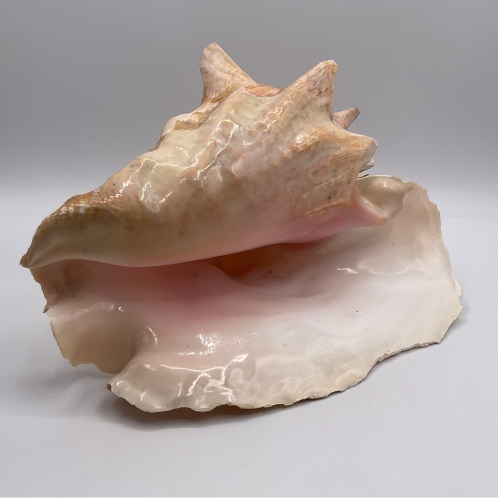 CONCH SHELL Queen SEA OCEAN 9” Long x 7” Wide Pink White Beach Home Decor Garden